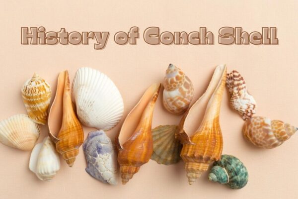 The Origin of the Conch Shell : Unveiling its Fascinating History