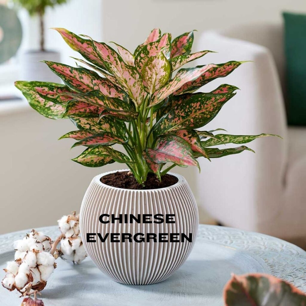 5 Indoor Plants to Beautify Your Home in Summer