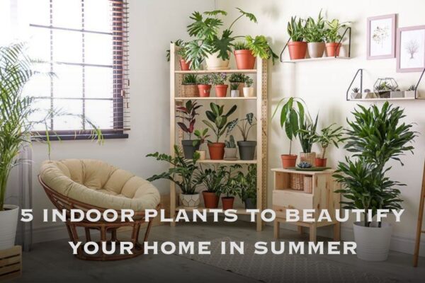 5 Indoor Plants to Beautify Your Home in Summer