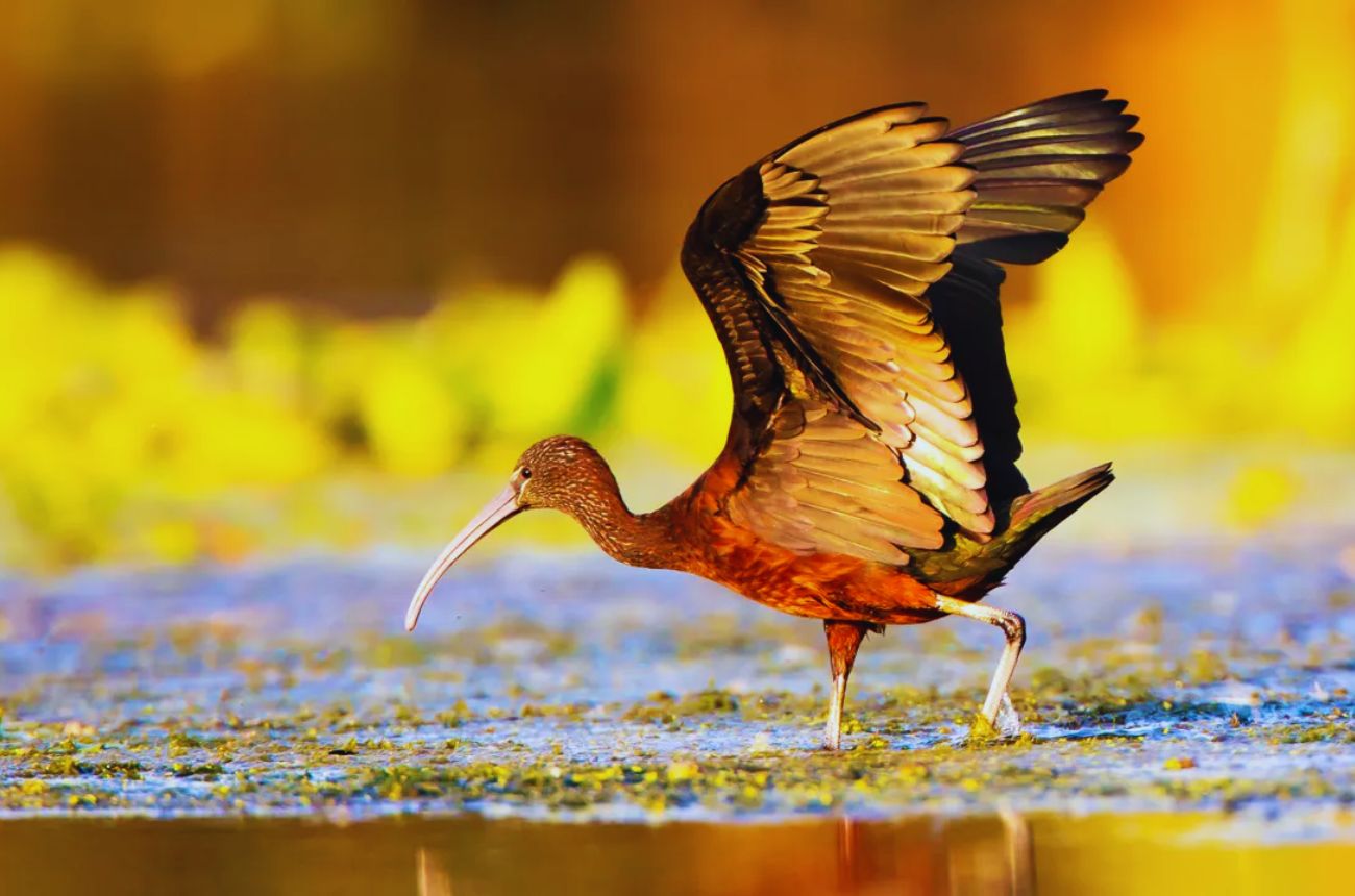 Exploring Europe's Amazon: A Wildlife Adventure in Romania's Danube Delta